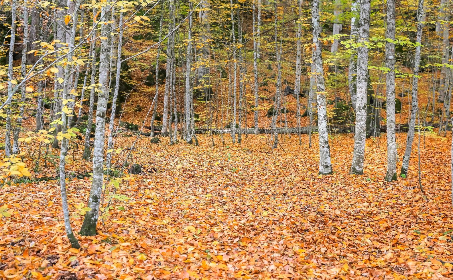 skog i Yedigoller nationalpark, Turkiet foto