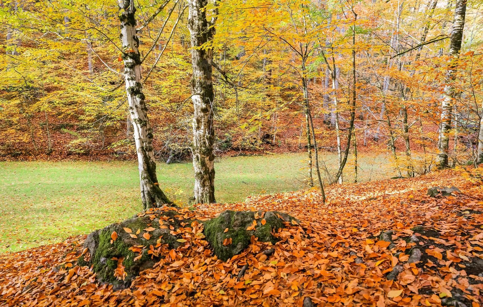 sazli sjö i yedigoller nationalpark, Turkiet foto