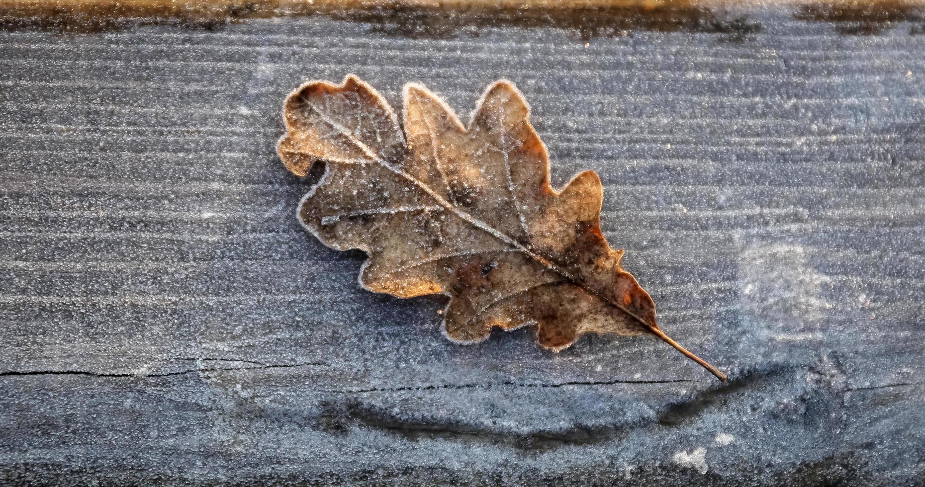 frysta blad täckt med is foto