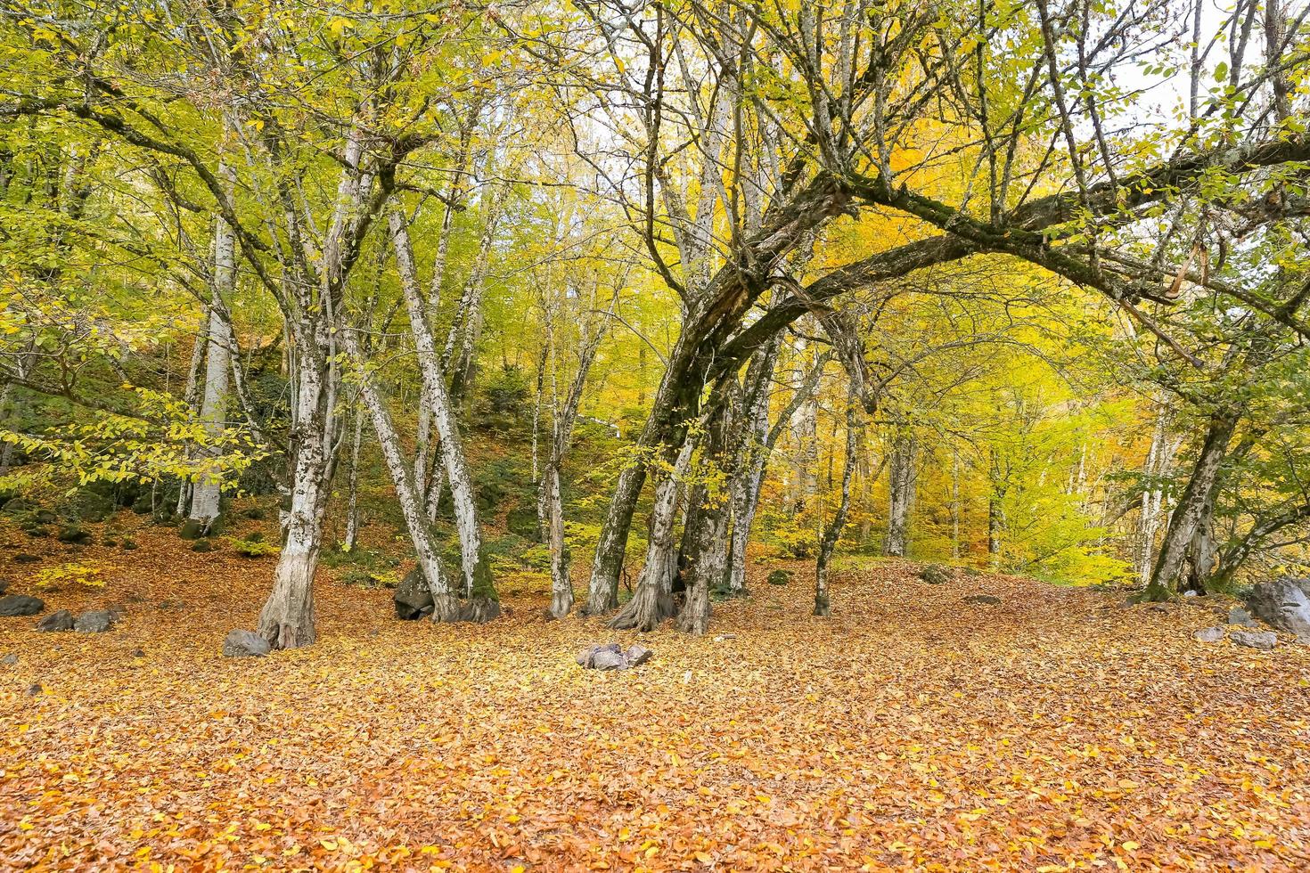 skog i Yedigoller nationalpark, Turkiet foto