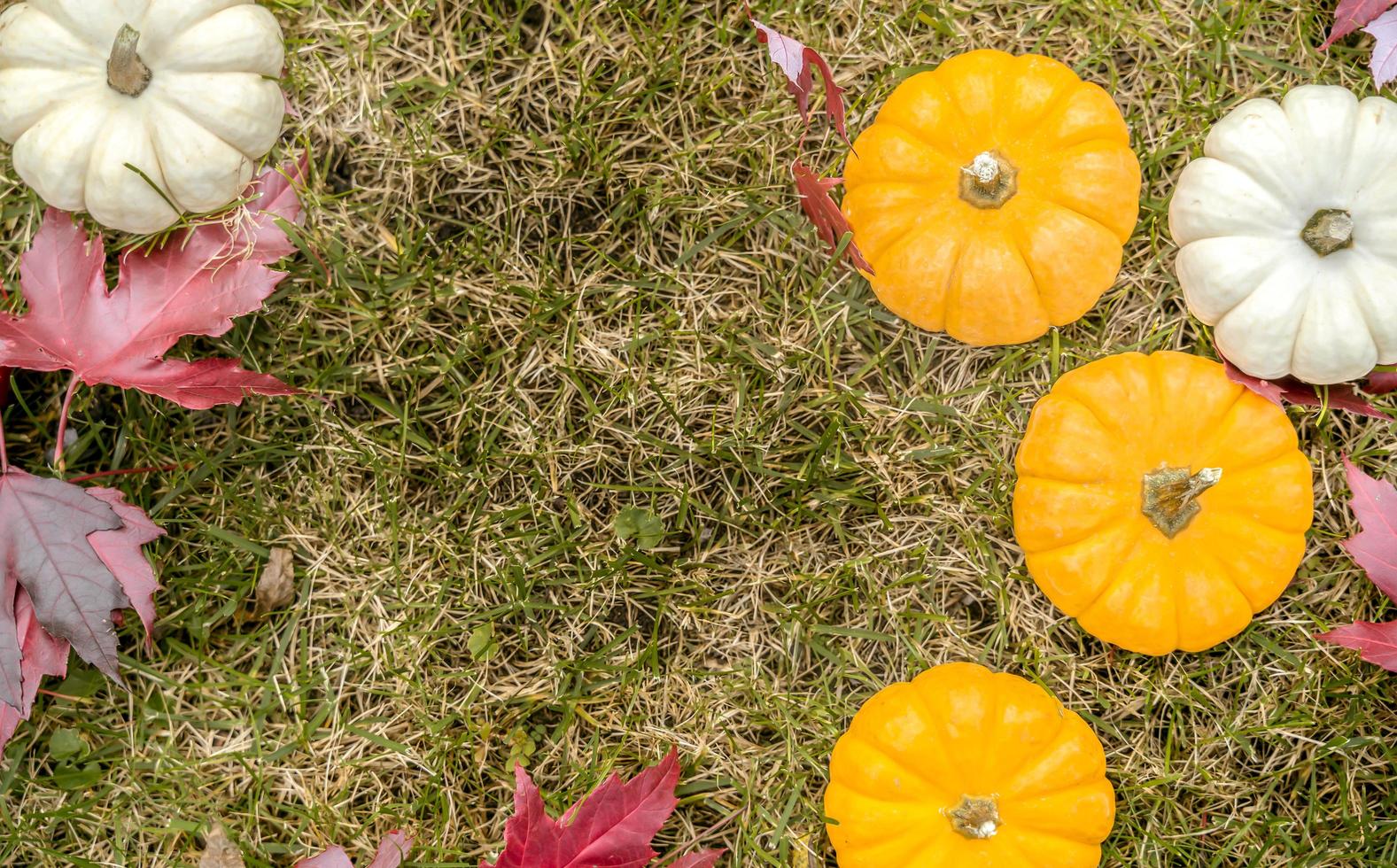 mogna färgglada orange pumpor med vita pumpor på det gröna gräsfältet med fallna höstlöv. countryscen för tacksägelse eller halloween foto