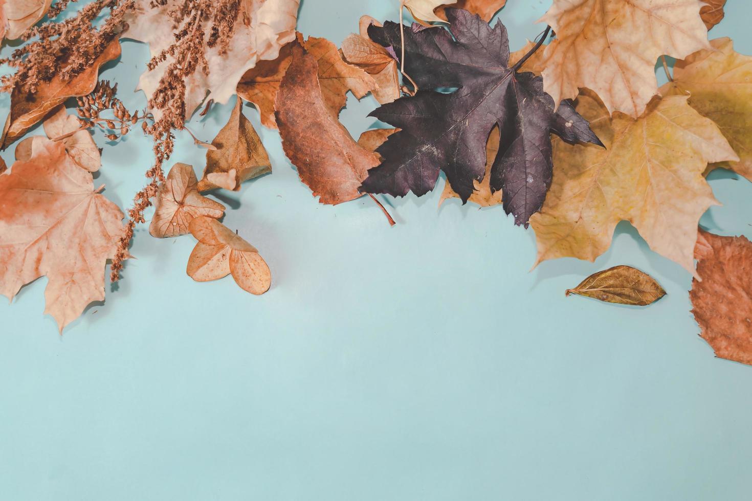 höstens sammansättning. höstlöv på ljusblå pastell bakgrund. platt låg, ovanifrån kopia utrymme. foto
