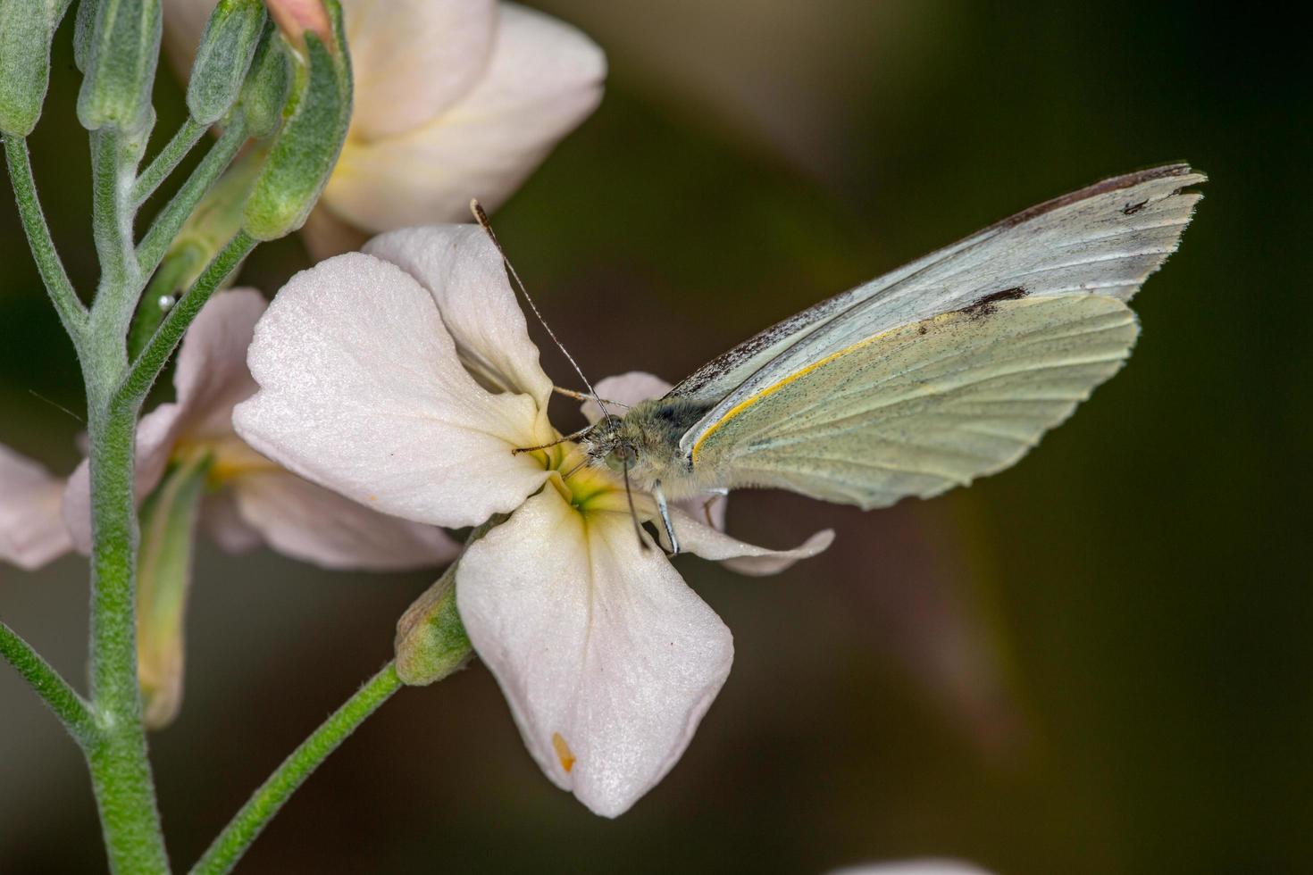 liten vit fjäril samlar pollen på en vit blomma makro fotogrpahy. pieris rapae fjäril sitter på en vit flox på en sommardag. kål vit fjäril närbild trädgård fotografering foto