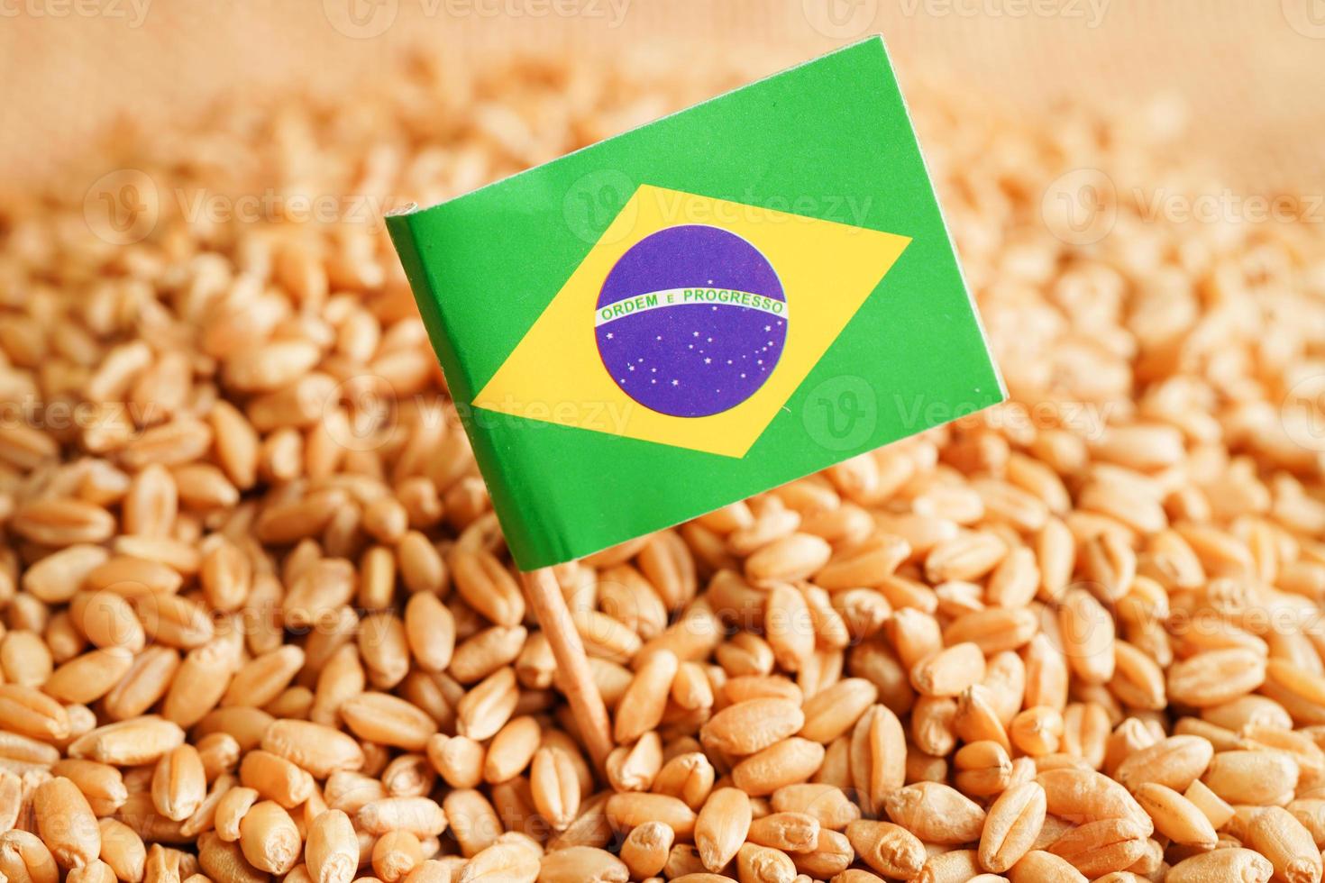 Brasilien på spannmålsvete, handelsexport och ekonomikoncept. foto