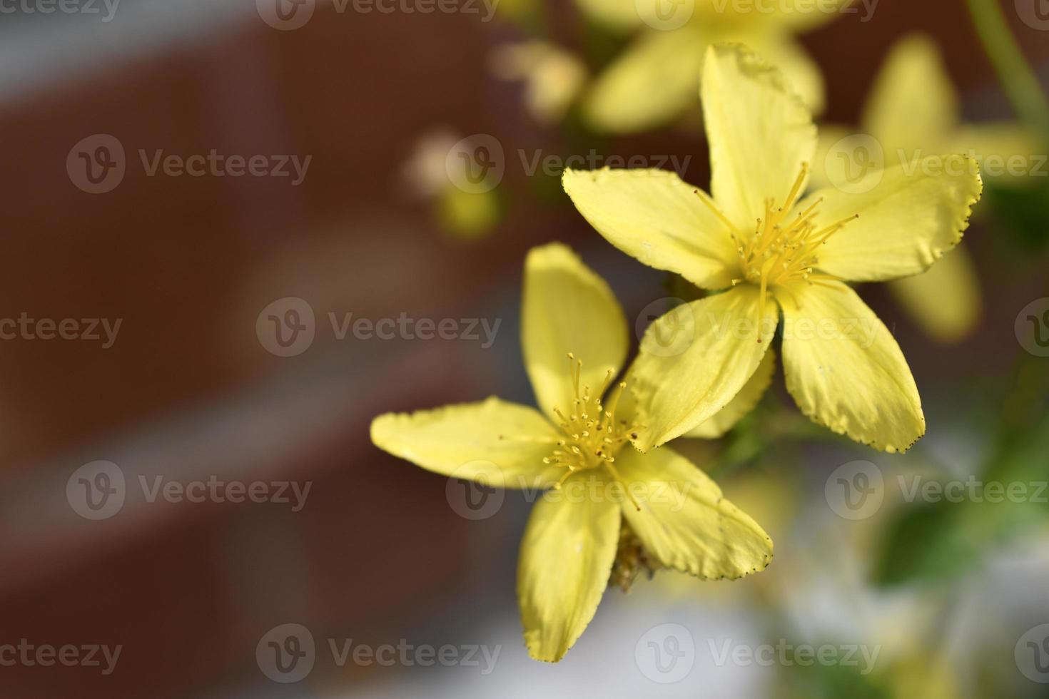 gula blommor av st. johannesört hypericaceae av ordningen malpighiales. vackra små blommor makrofoto. foto