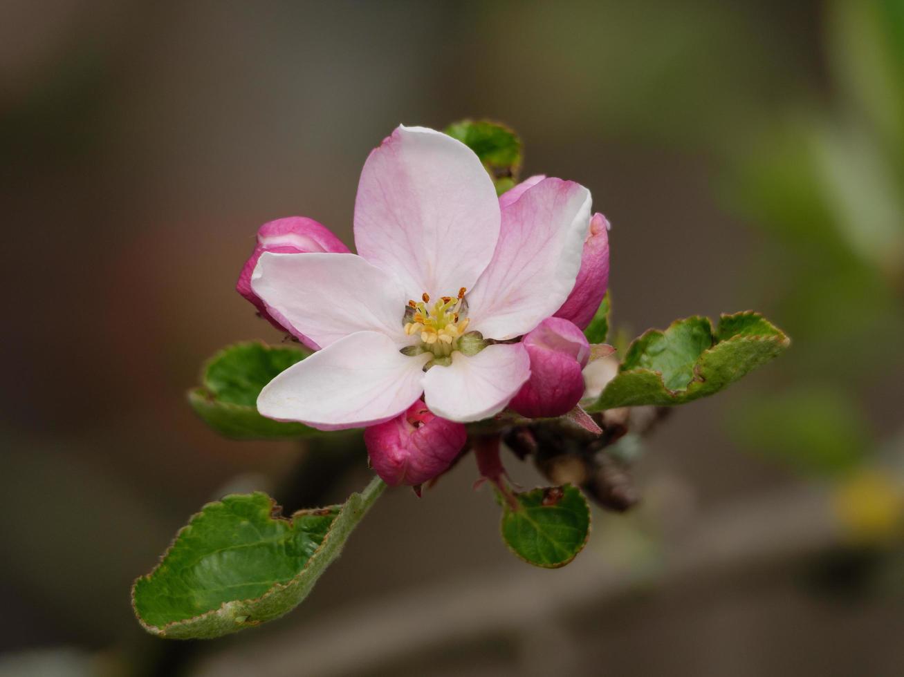 vårblommor i tyskland foto