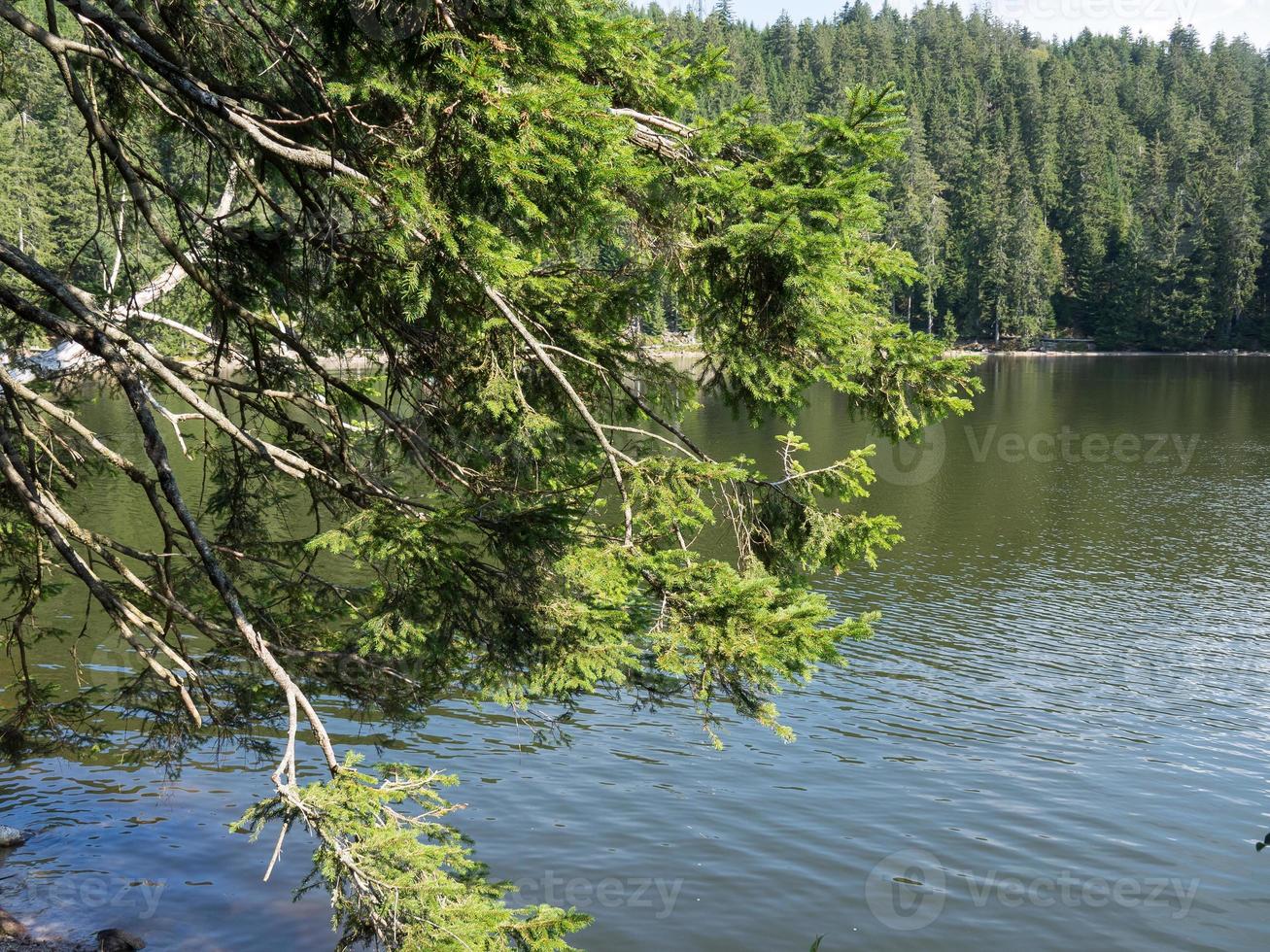 bäck i den svarta skogen foto