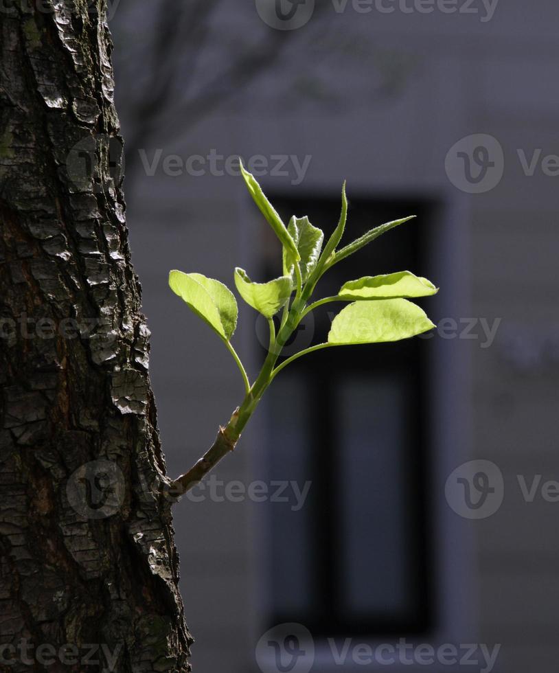 en fräsch grön gren som växer från ett träd på våren foto