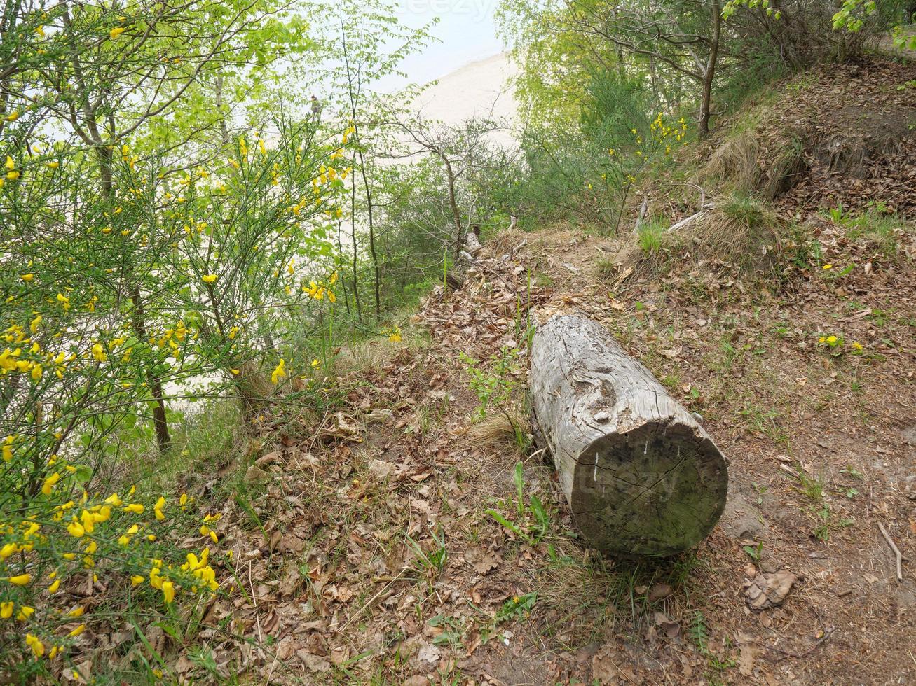 Östersjön i Polen foto