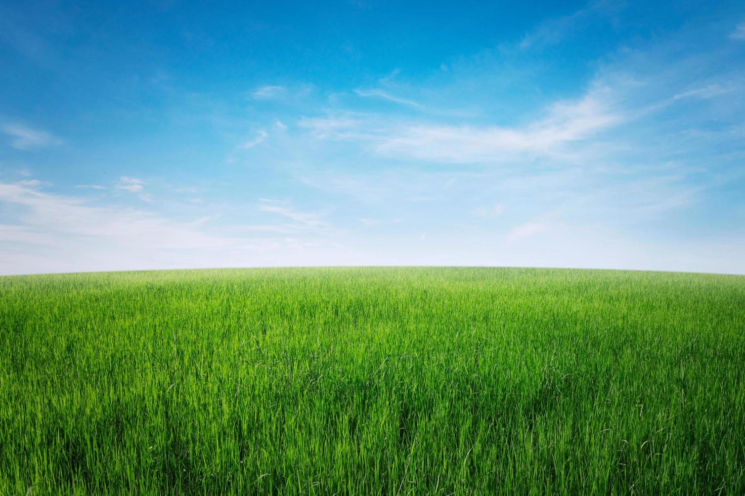 grönt gräsfält med blå himmel och vitt moln. natur landskap bakgrund foto
