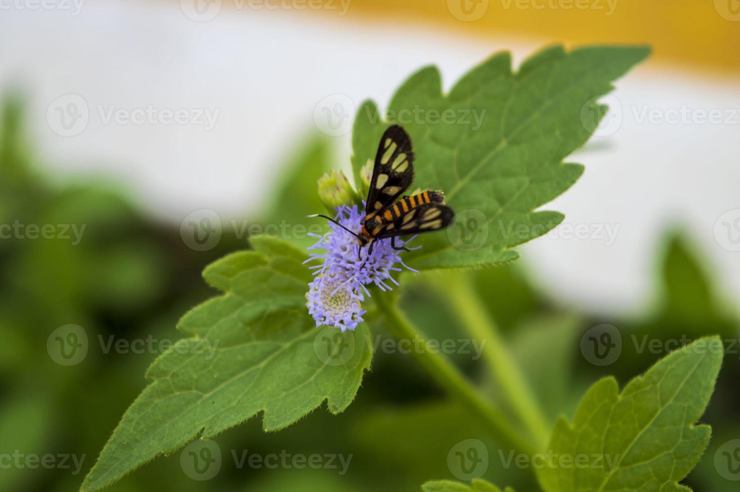 huebneri, en liten fjäril uppflugen på en praxelisblomma. naturfotografering foto