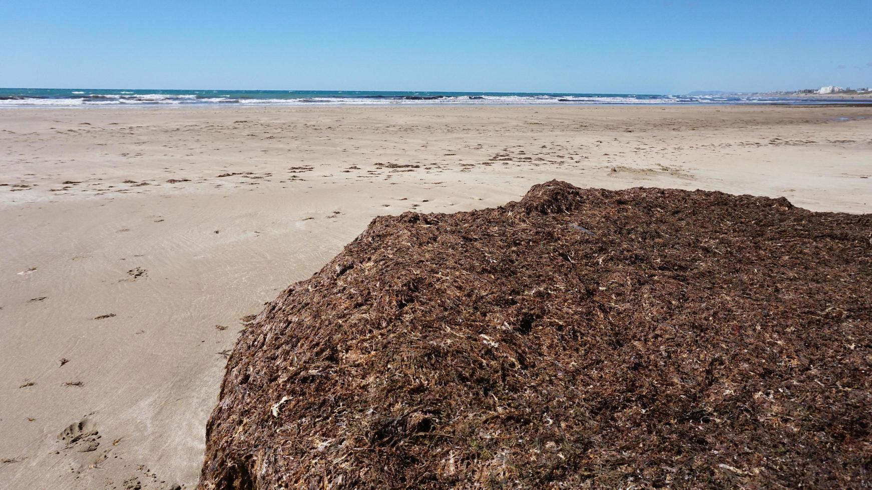 röd tång. tång som ligger på stranden. illaluktande lukt av rödvattenalger foto