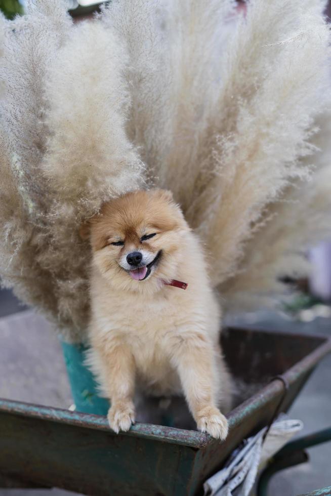 pomeranian hundvalp foto