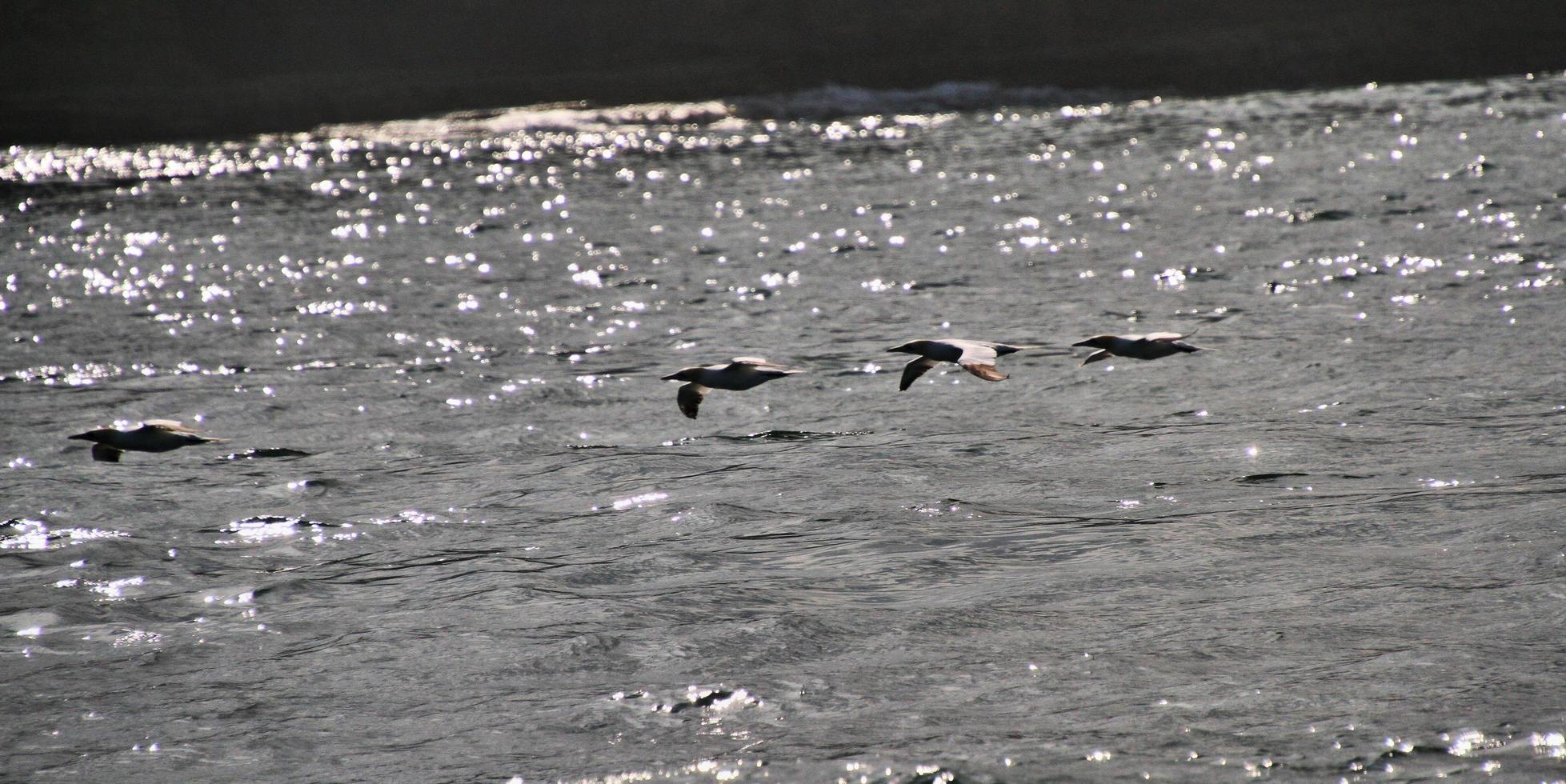 utsikt över en sula vid bempton klippor foto