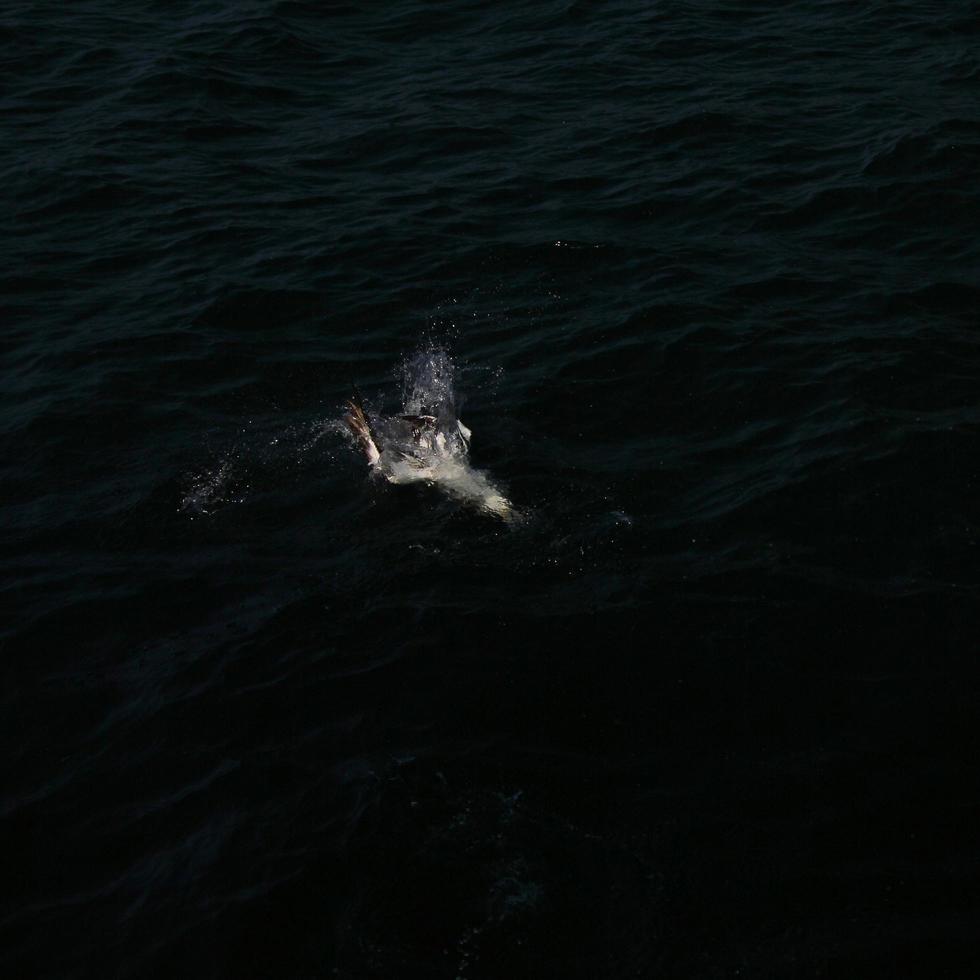 utsikt över en sula vid bempton klippor foto