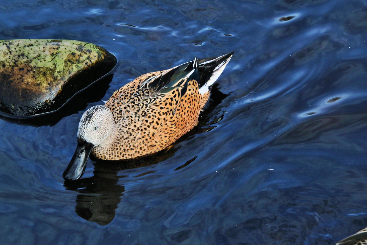 en närbild av en australisk shoveler foto