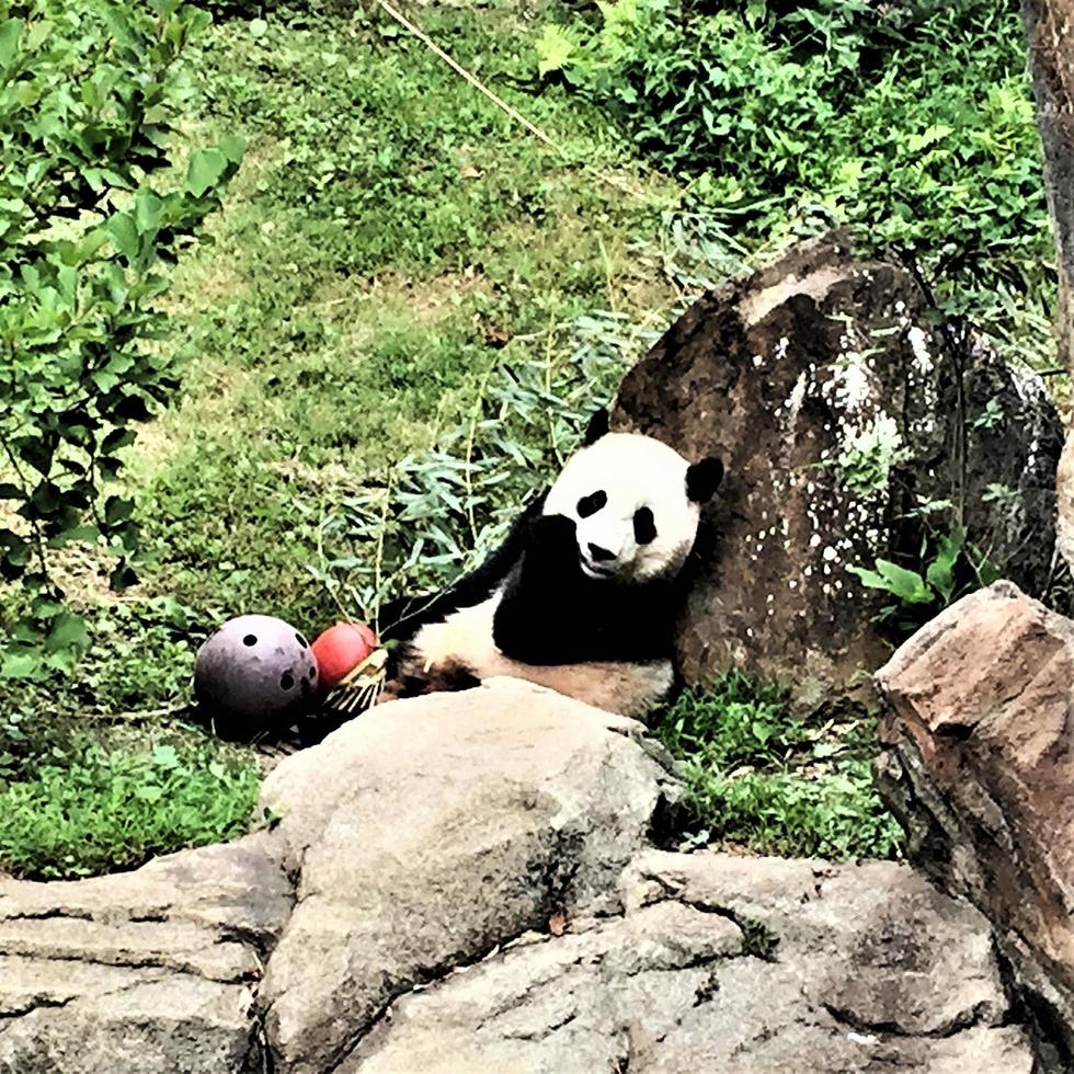 en närbild på en panda foto