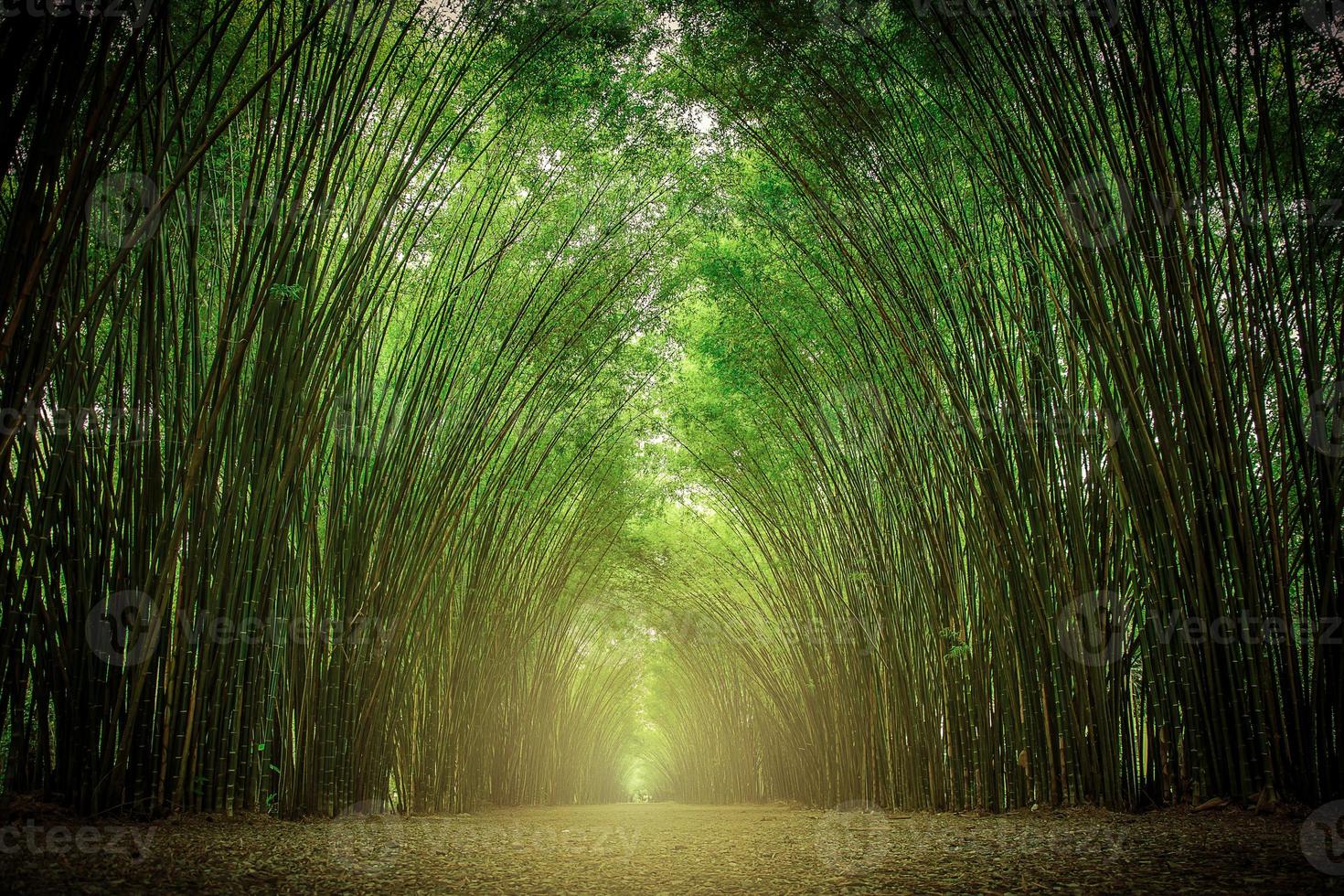 stigen flankerad av två sidor utan bambuskog. foto