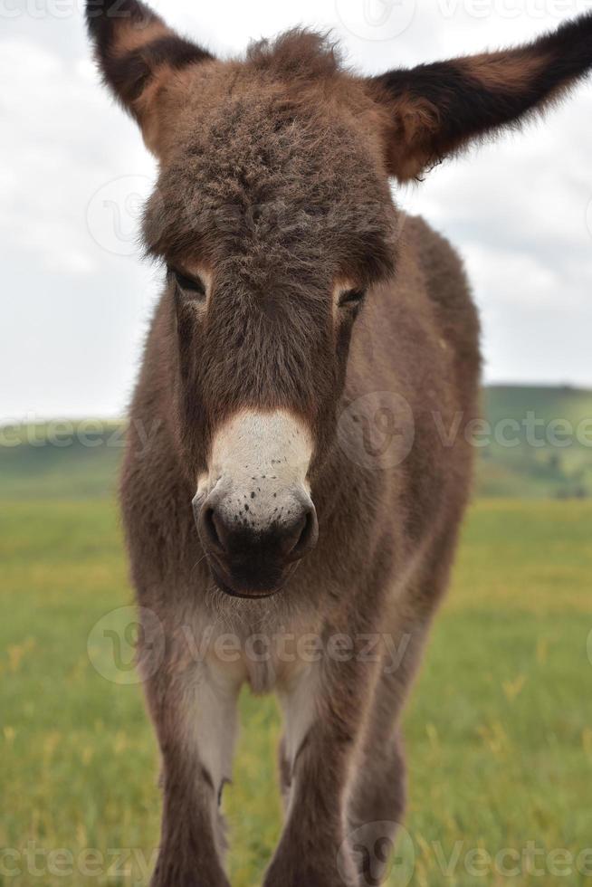 tittar upp i ansiktet på en brun babyburro foto