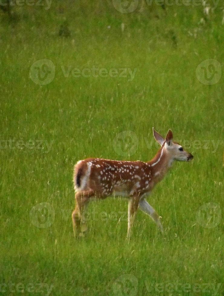 sötfläckig fawn vandrar genom ett fält foto