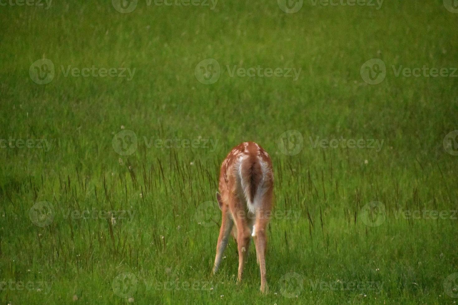 betande baby hjort med fläckar på hans päls i ett fält foto