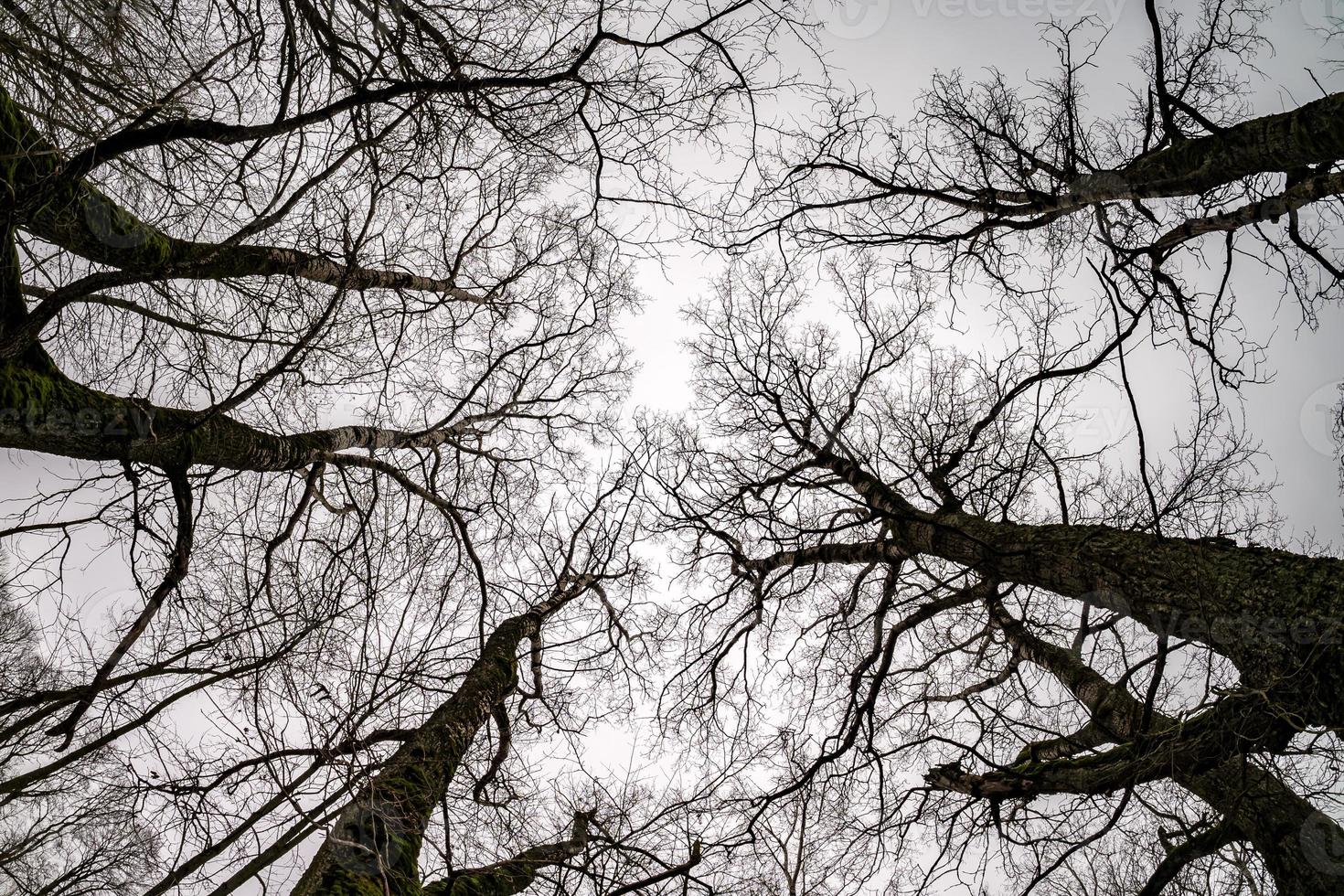 kala kronor och klumpiga grenar av enorma ekar som växer på den blekgråa himlen foto