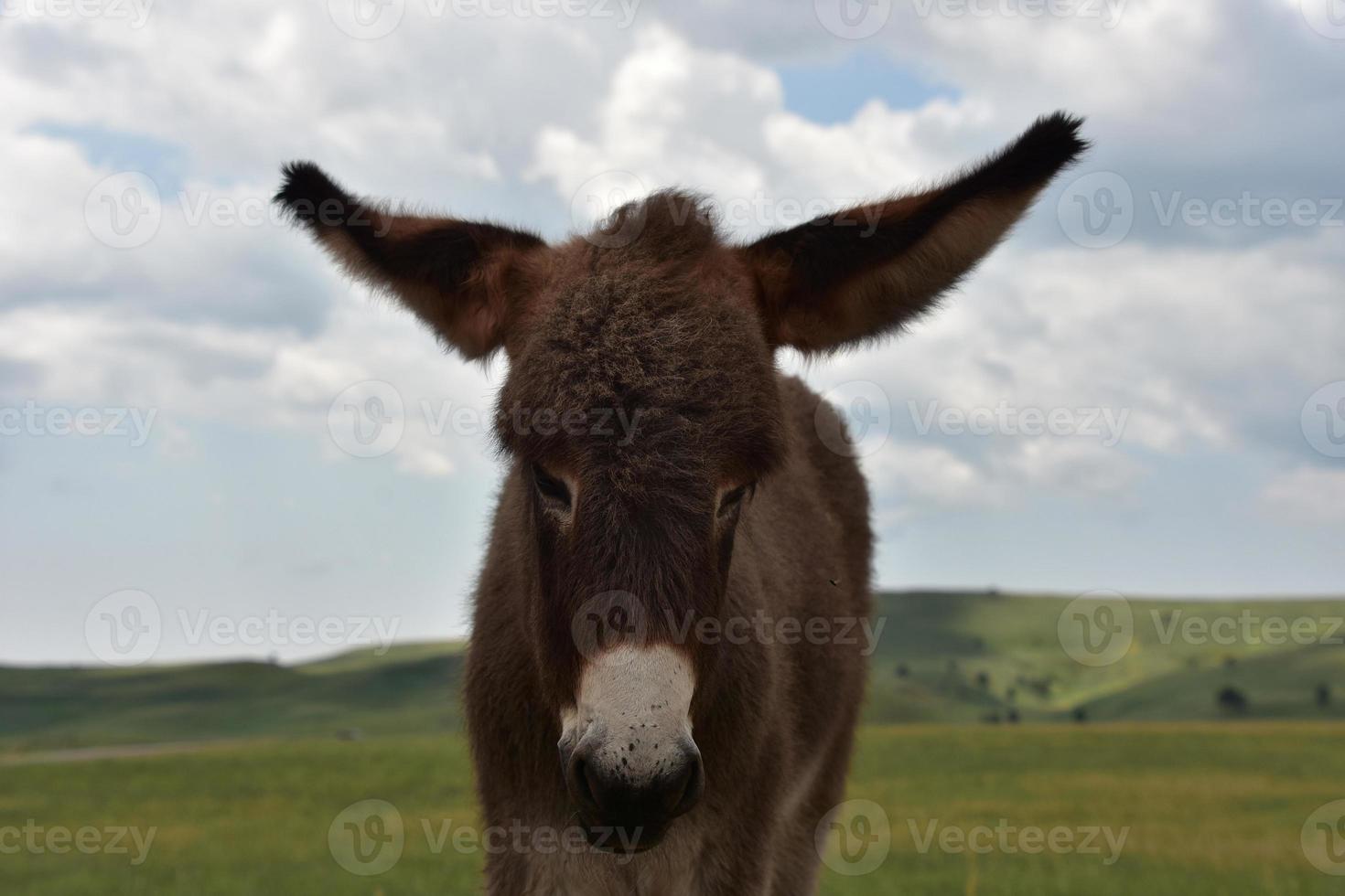 mycket söt baby burro stående i ett fält foto