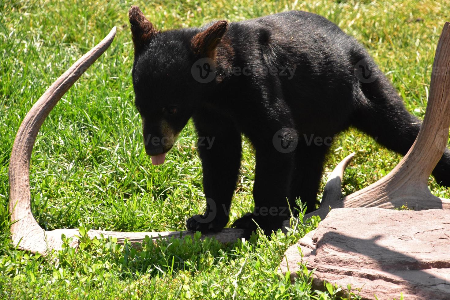 söt baby svart björn med tungan ut foto