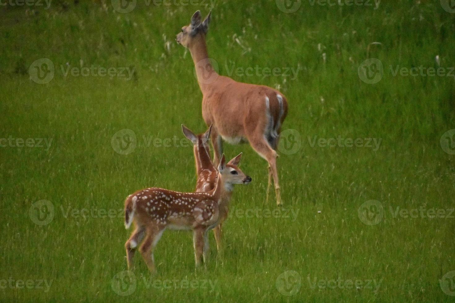 doe med två baby rådjur i ett gräsfält foto