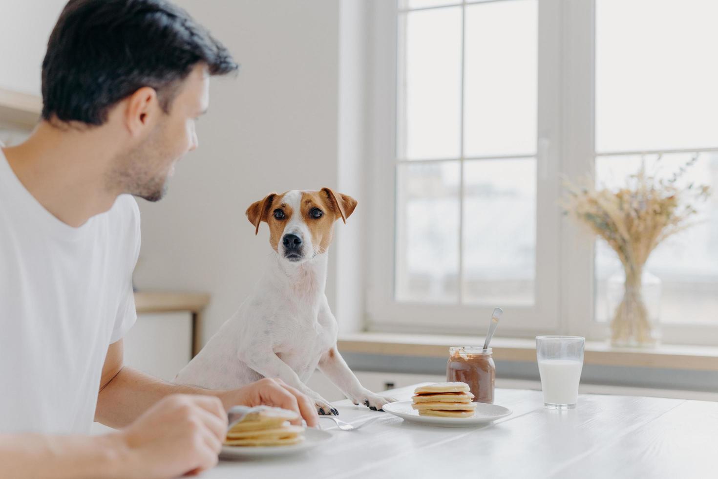 ung man vänder sig bort från kameran, tittar uppmärksamt på stamtavla, äter lunch tillsammans, äter läckra läckra pannkakor vid köksbordet, använder gafflar, poserar i ett rymligt ljust rum med stort fönster foto