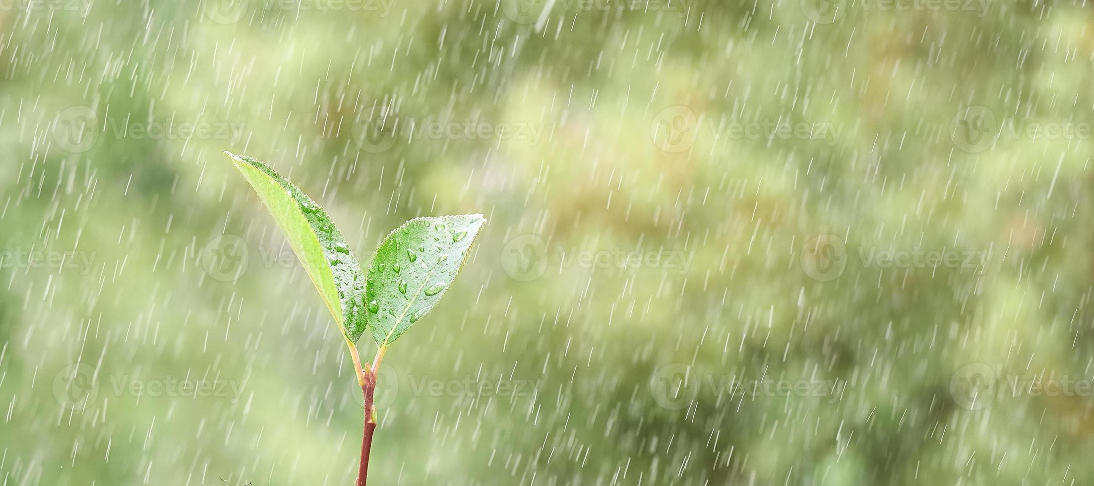 vårväxten växer ur marken i regnet, på grön bakgrund i oskärpa. nytt livskoncept. foto