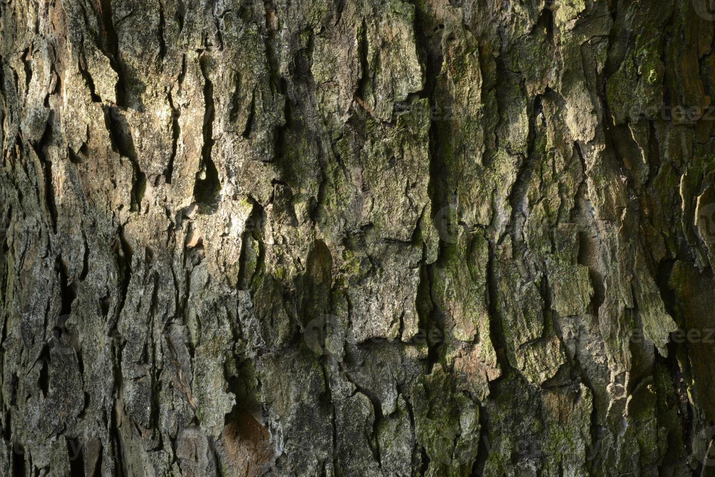 träd bark konsistens foto