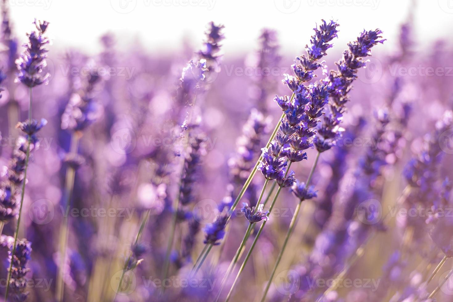 närbild lila lavendel fält foto