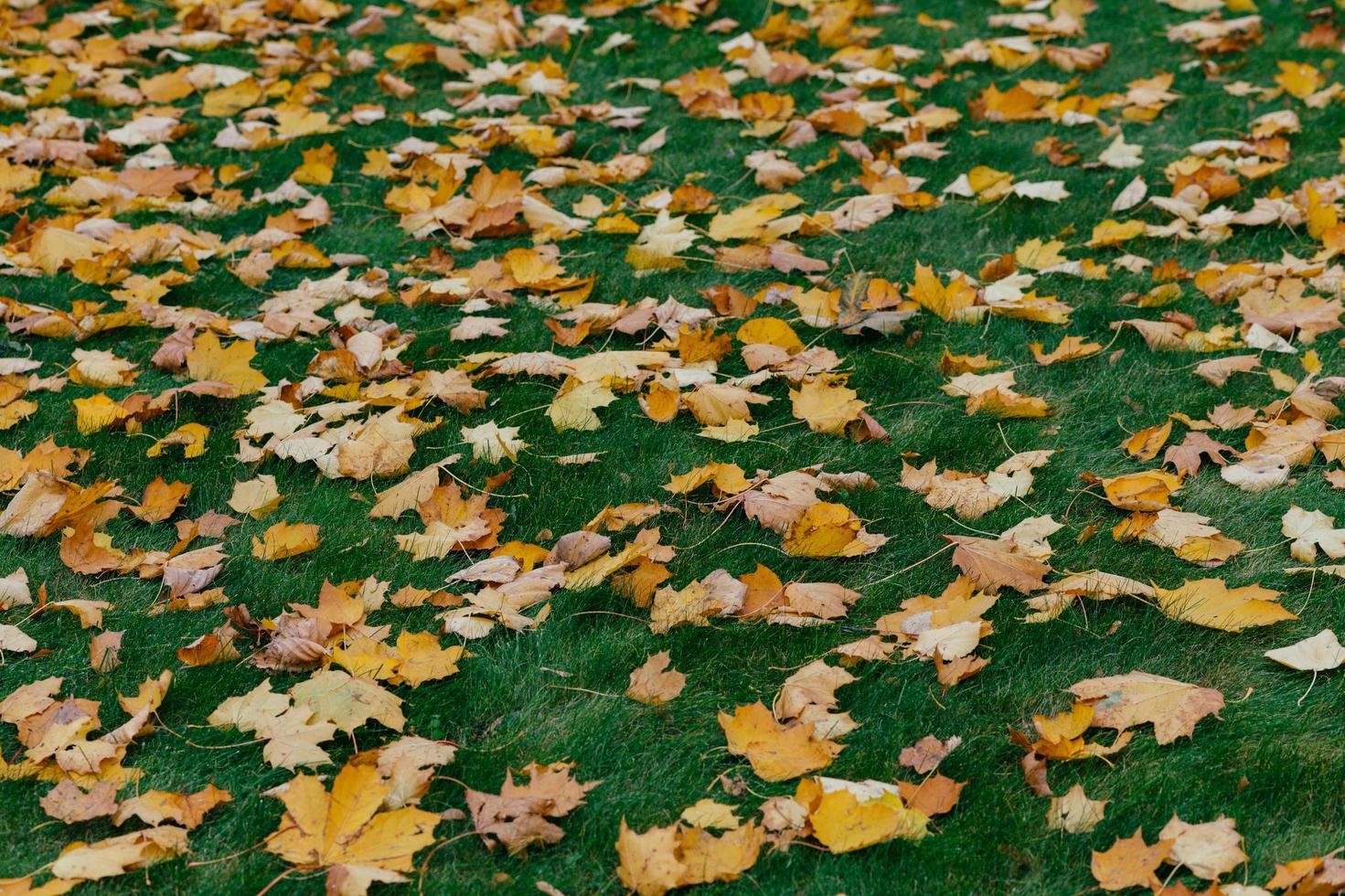 vacker höst utomhus. orange fallna löv på grön gräsmatta i parken. kopiera utrymme för din annons eller marknadsföring foto