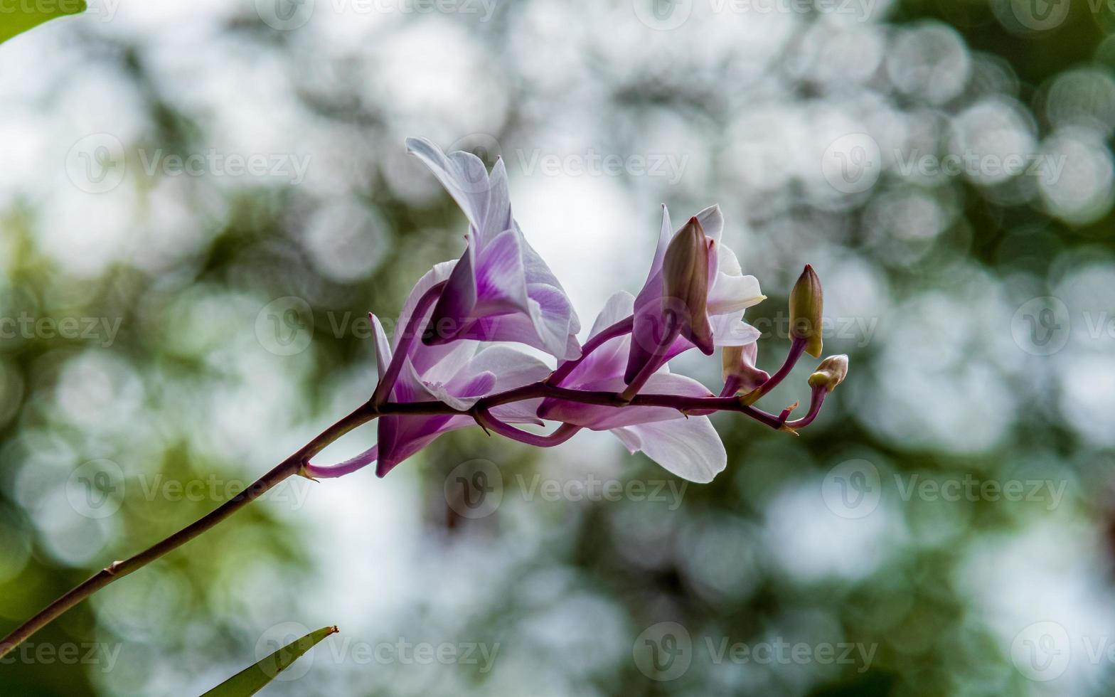 orkidé blomma i bokeh bakgrund foto