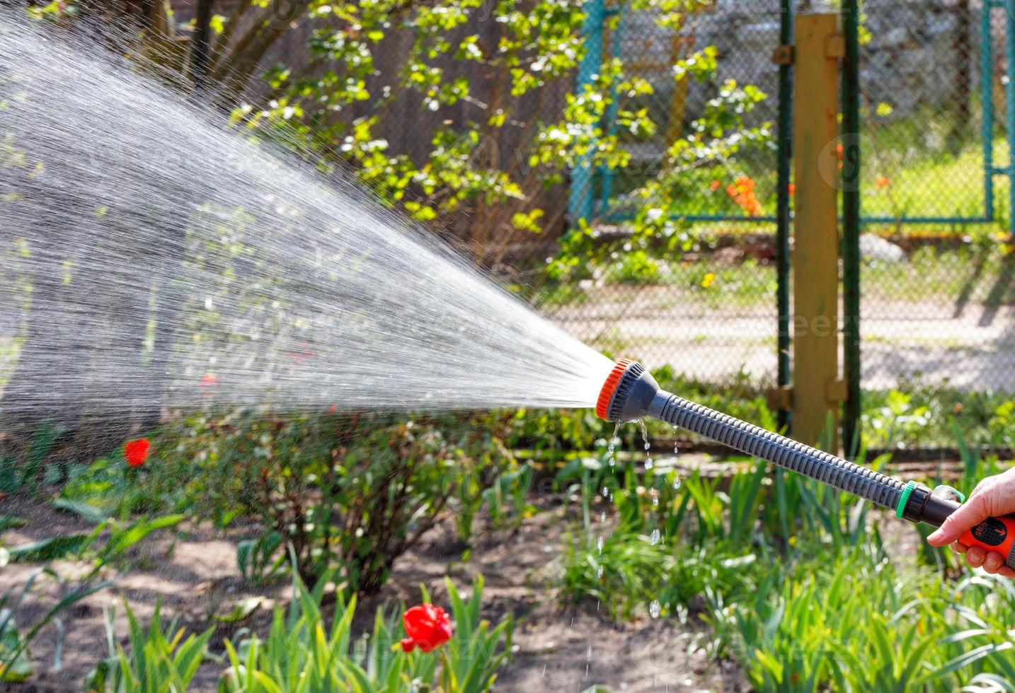 riklig vattning av en rabatt i en vårträdgård med hjälp av en sprinkler. foto