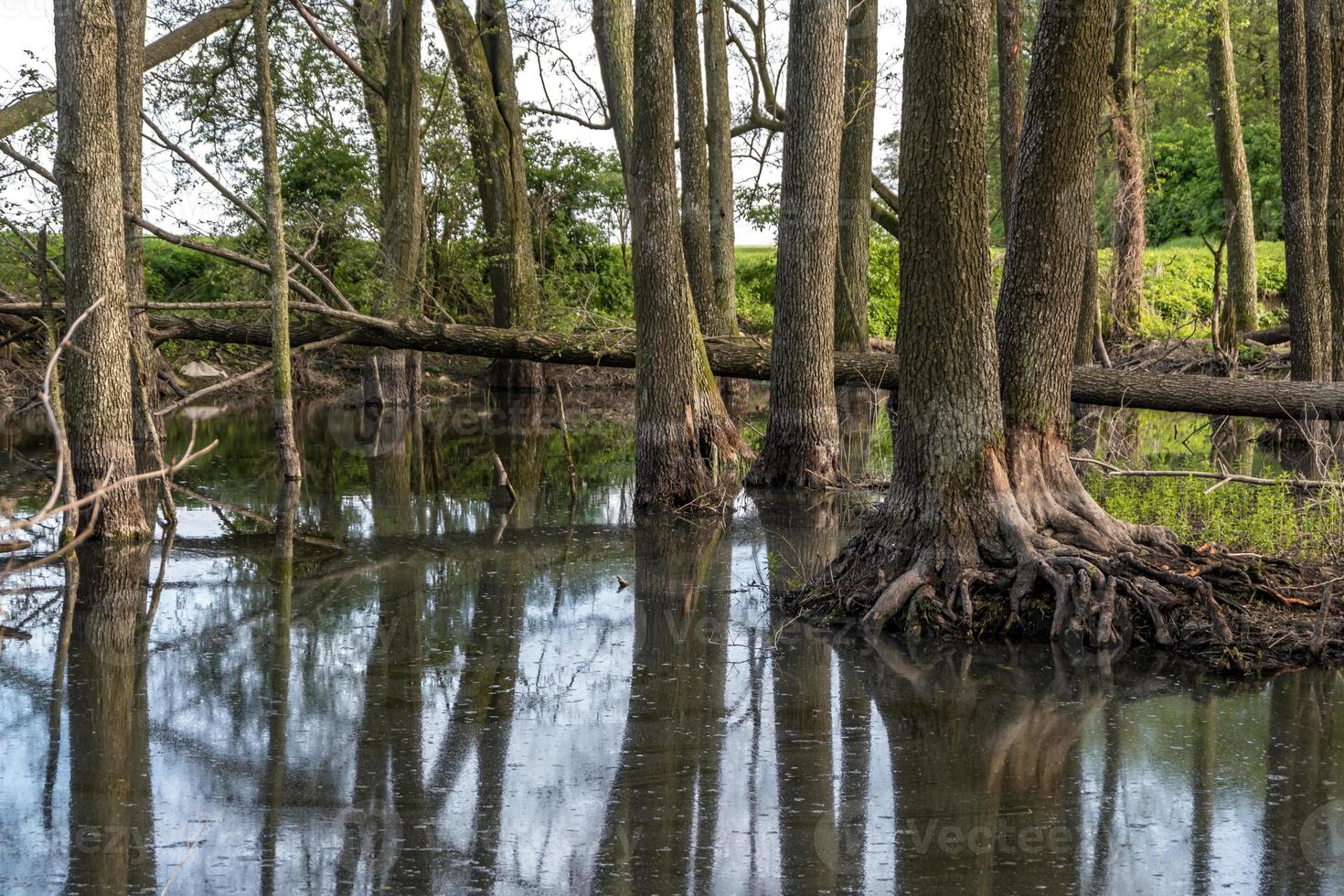 höga träd skog i vatten av träsket foto