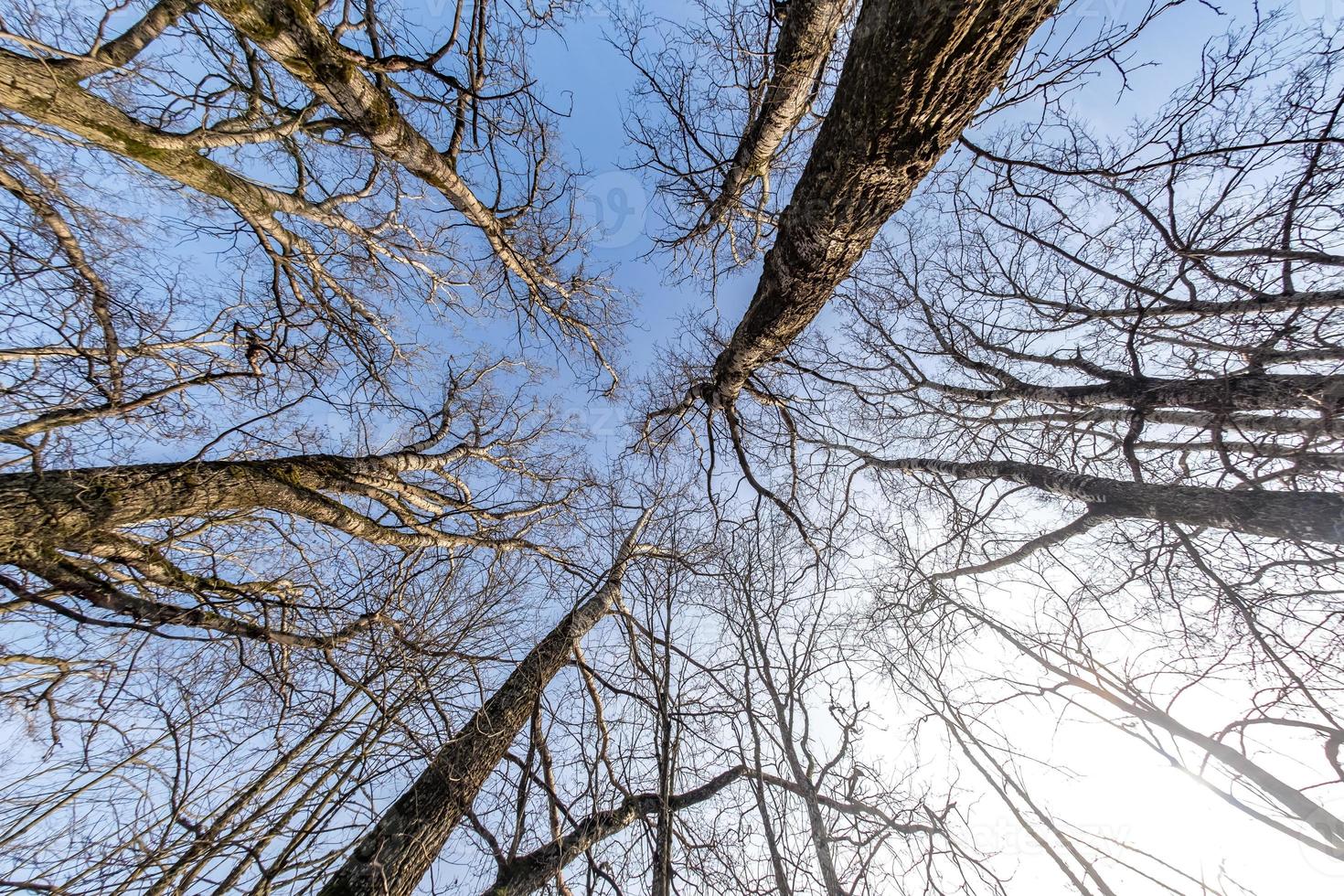 kala kronor och klumpiga grenar av enorma ekar som växer på blå himmel i solig dag foto