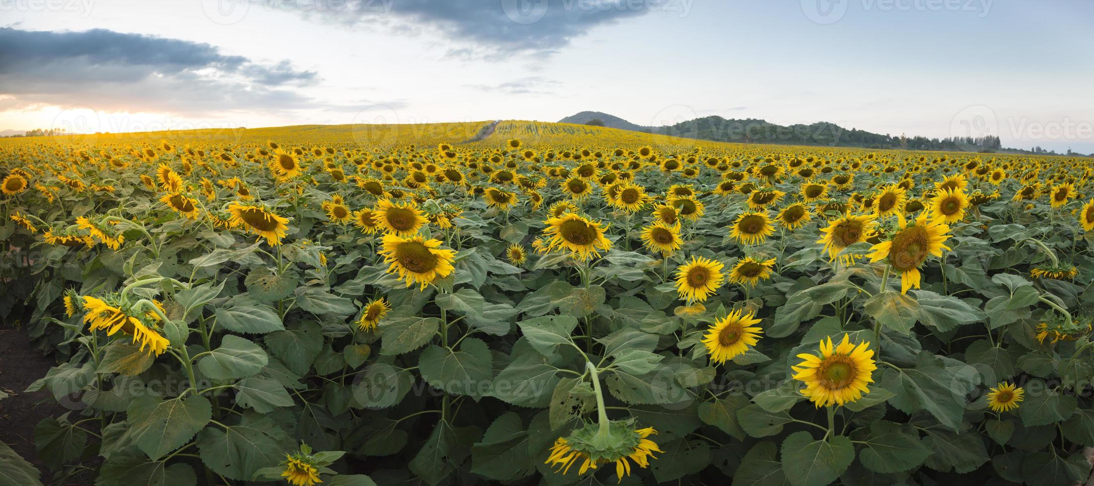 panoramafält av blommande solrosor på en bakgrund efter solnedgången foto