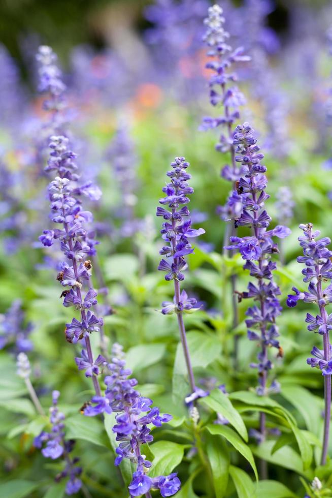 lavendelblommor, närbild, selektiv fokus foto