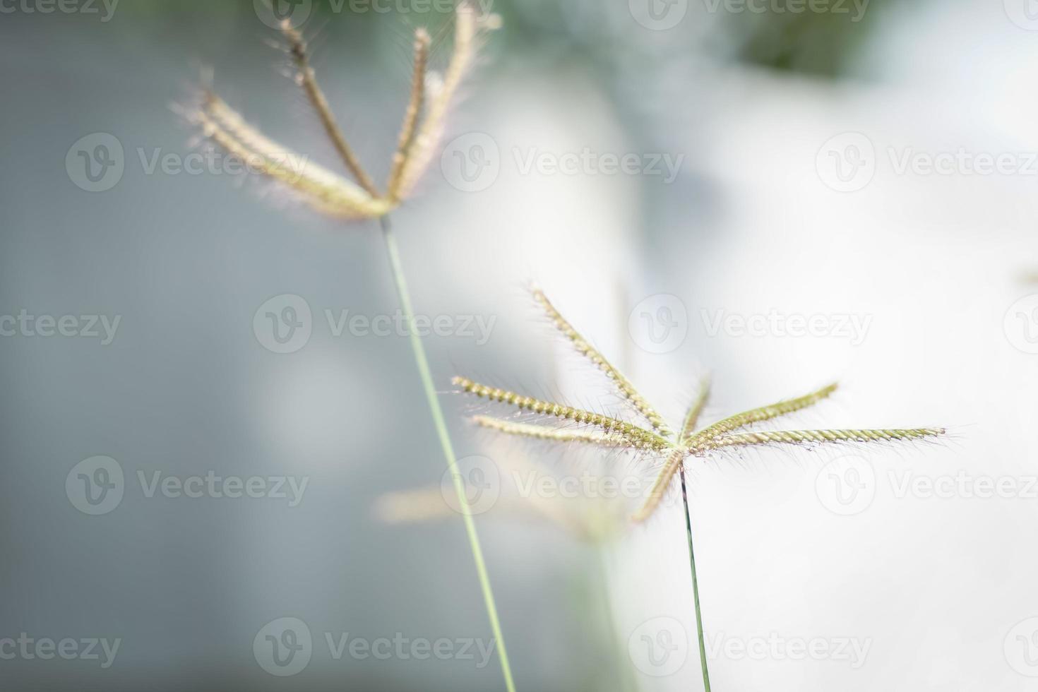 de konkurrerande gräsen blommar i morgonsolen. foto