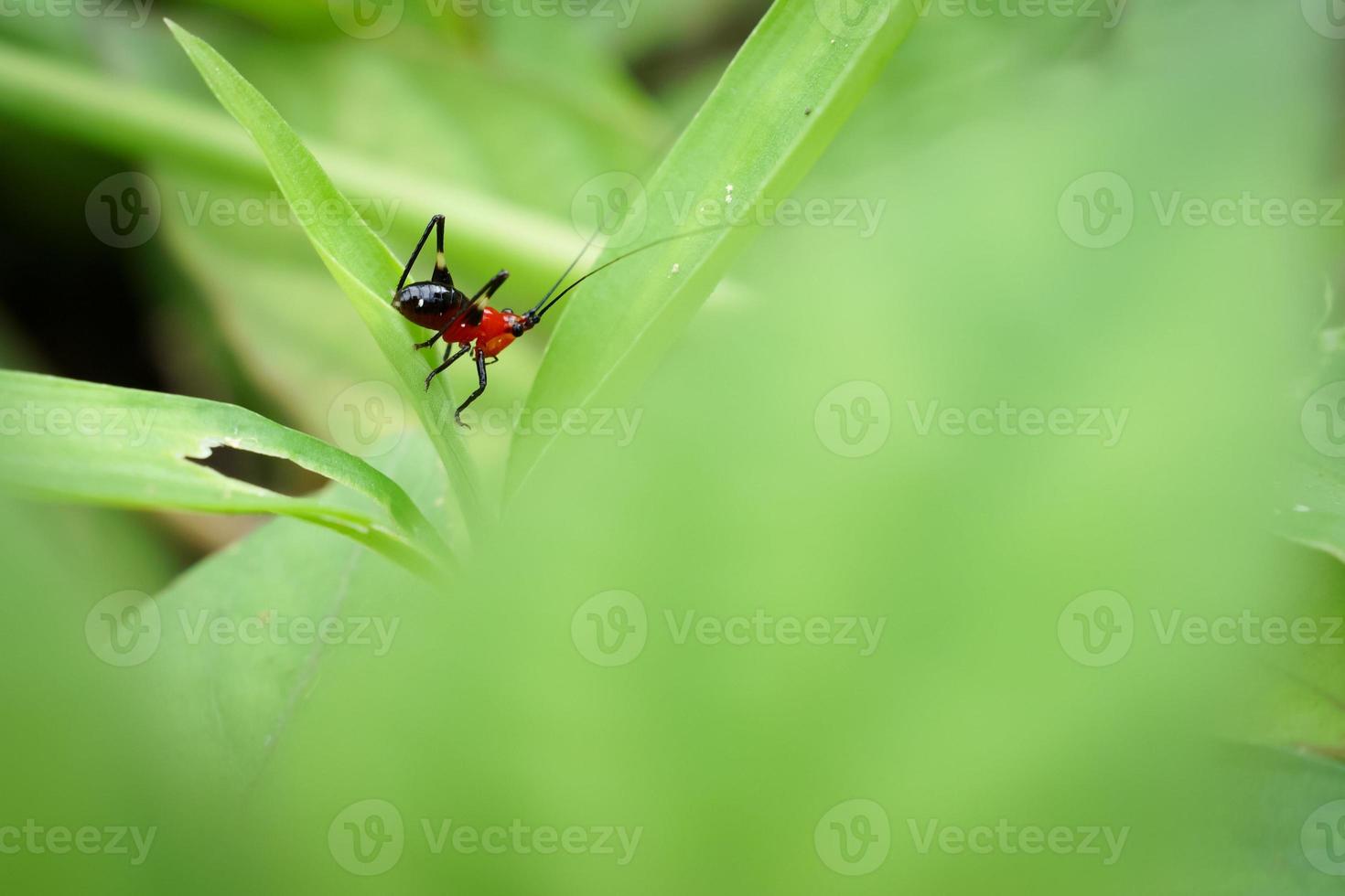 en liten insekt som söker föda på grönt gräs på kvällen. foto