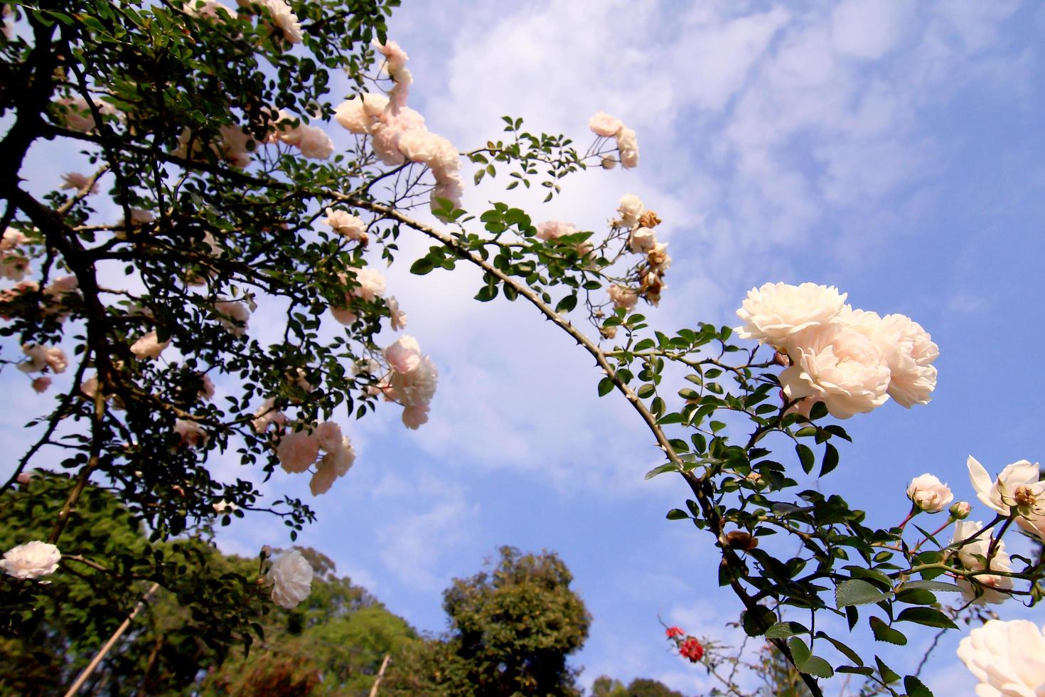 vita rosor - alba,mot blå himmel. foto