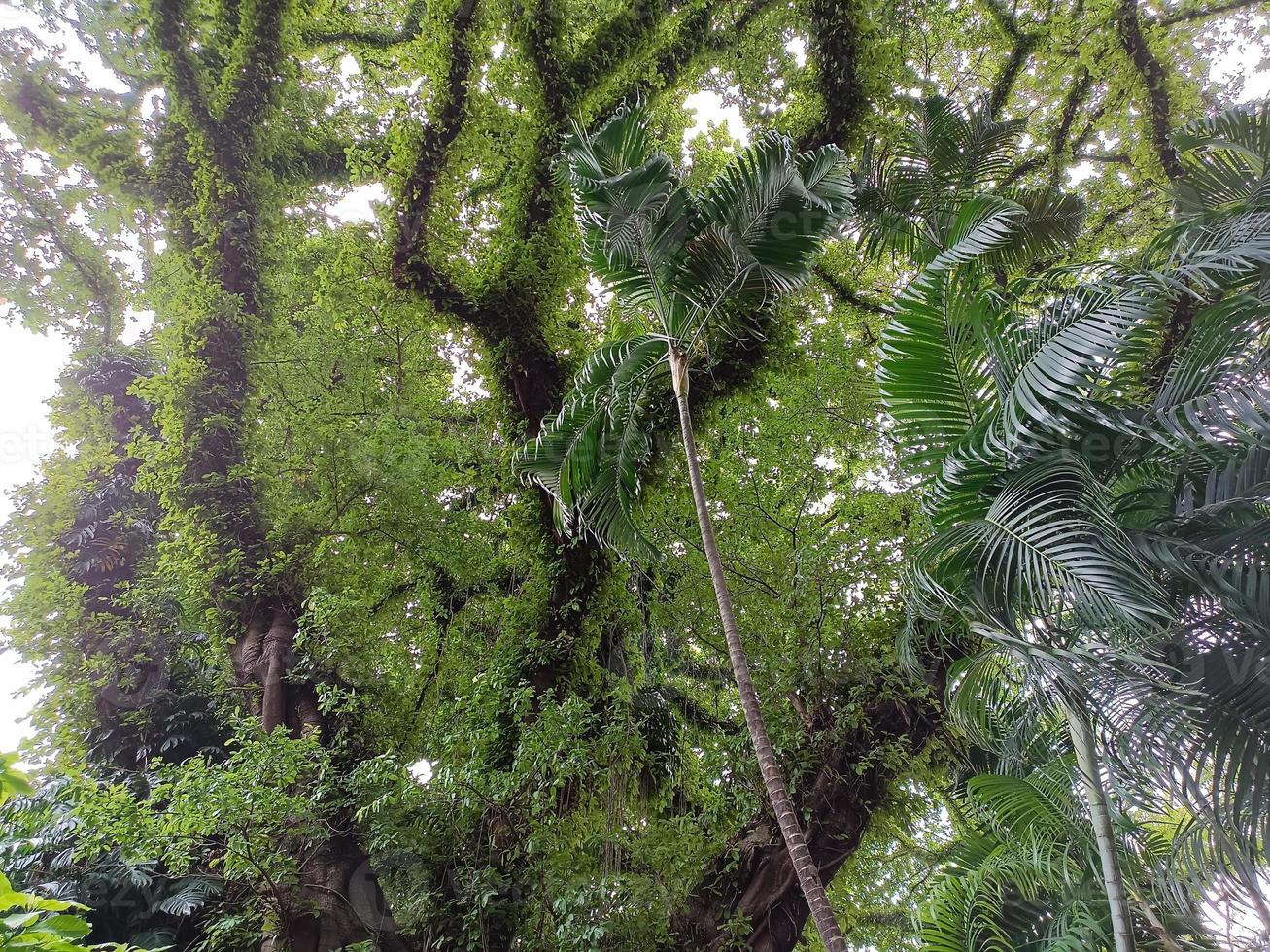 växter botaniska tropiska lövväxt natur miljö ekologi trädgårdsarbete bakgrund landskap vårbilder foto