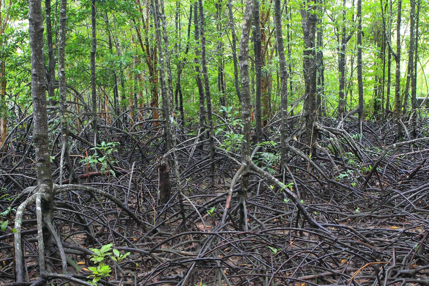 trä väg sätt bland mangroveskogen, thailand foto