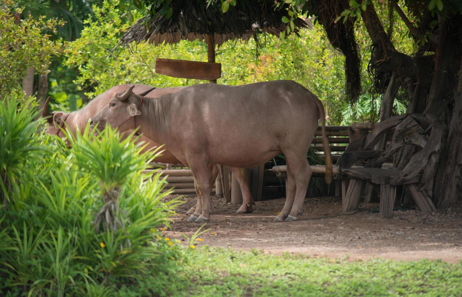 buffel på gården foto