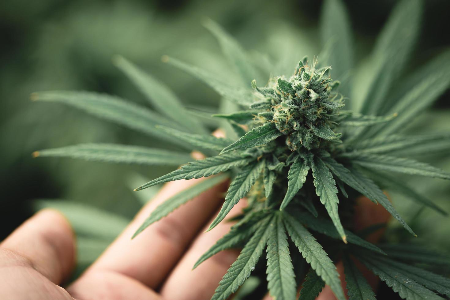 grönt blad av marijuana i en hand i ett växthus. begreppet växtbaserad alternativ medicin, cbd hampaolja, medicinsk vetenskap. foto