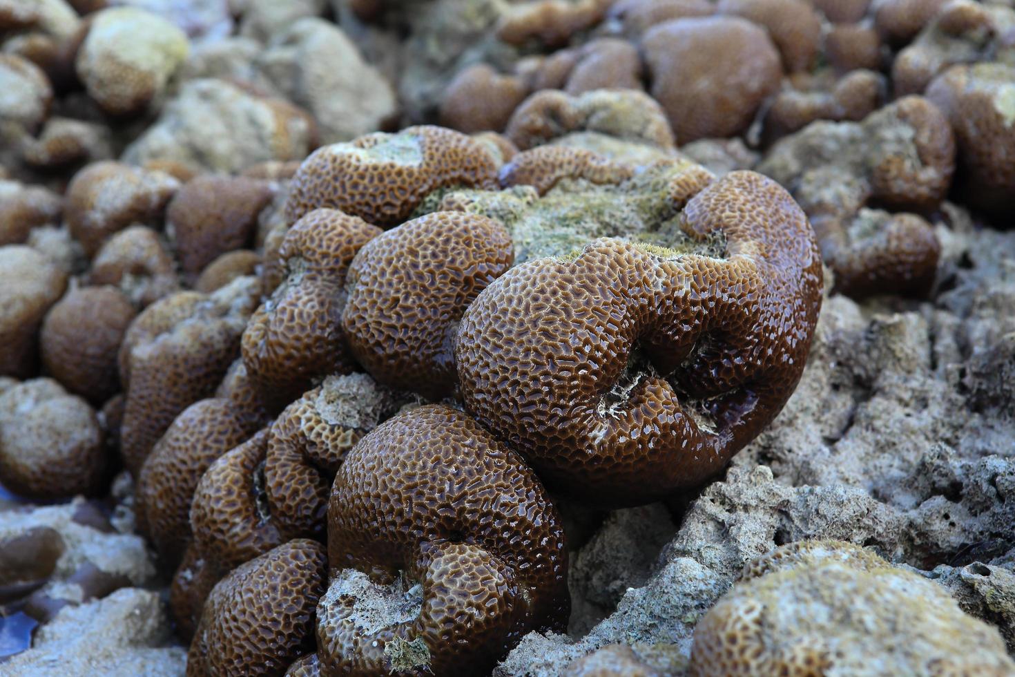 koraller i grunt vatten under lågvatten foto