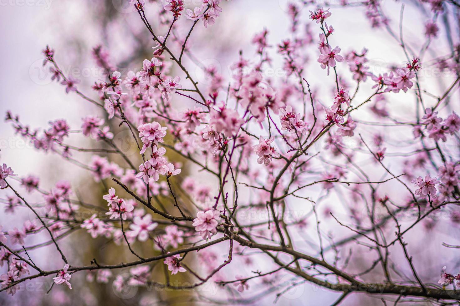 vackra blommor sakura tulpaner pion röd rosa blå bokeh blommande träd foto