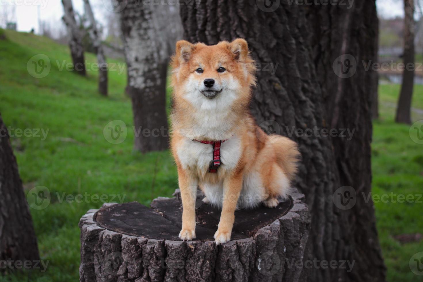japansk shiba inu hund sitter på en stubbe i parken. porträtt av en vacker söt röd och fluffig shiba inu hund foto